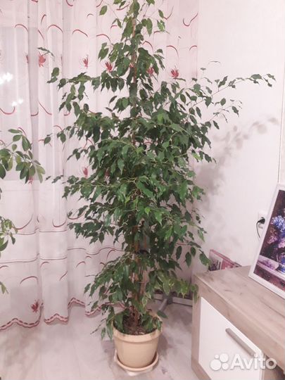 Фикус Бенджамина