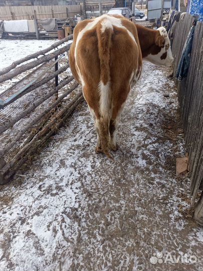Корова стельная дойная
