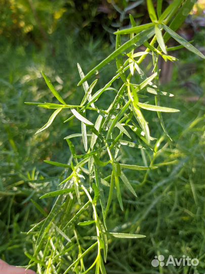 Эстрагон тархун