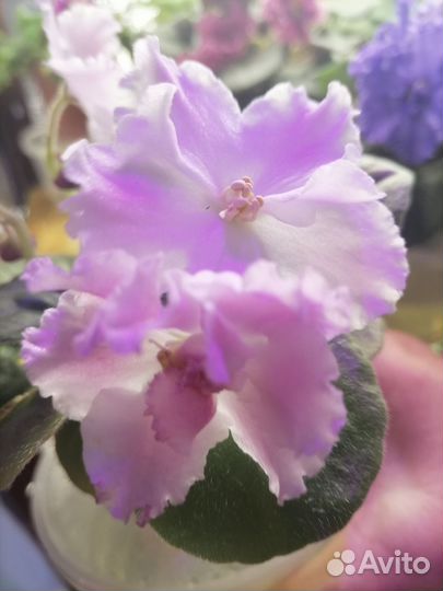 Фиалка ле Пина Колада