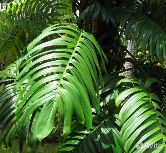 Рафидофора низбегающая (Rhaphidophora decursiva)