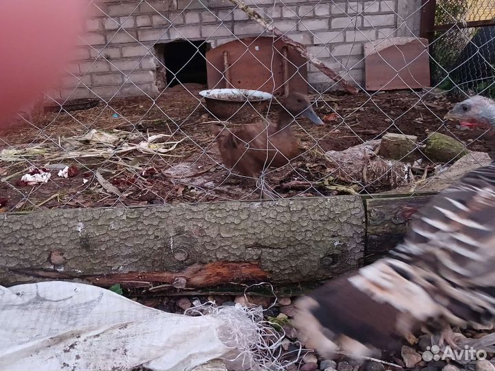 Индюшка, утка