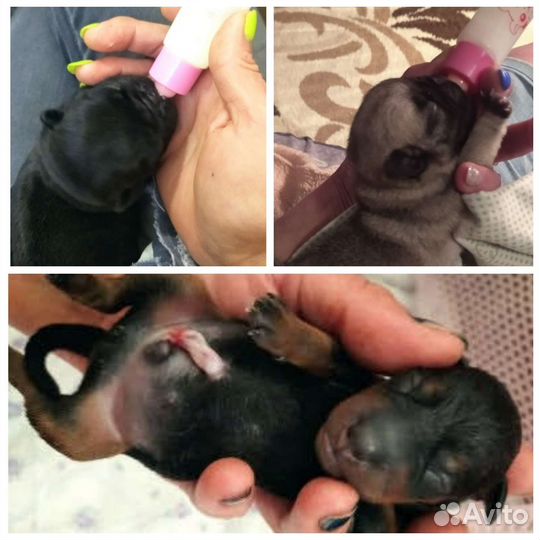 Ветеринарные услуги, уход, передержка