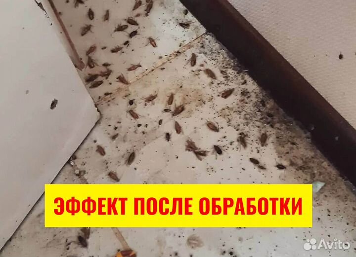 Уничтожение клопов, Травля тараканов, Дезинфекция