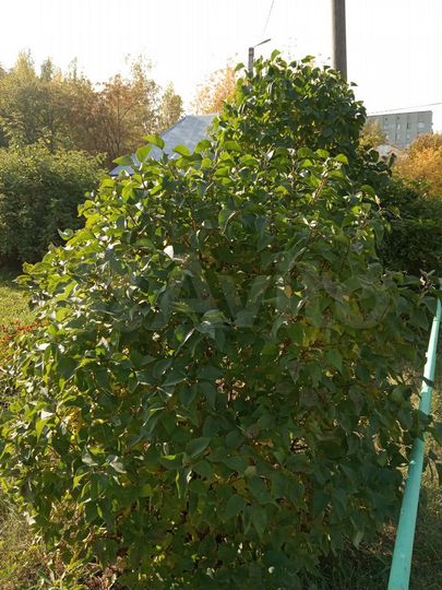 Участок 15 сот. (ИЖС)