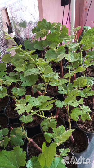 Саженцы винограда