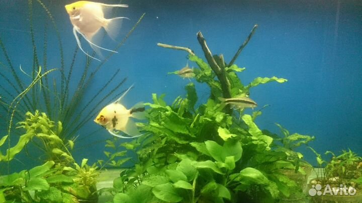 Обслуживание аквариума