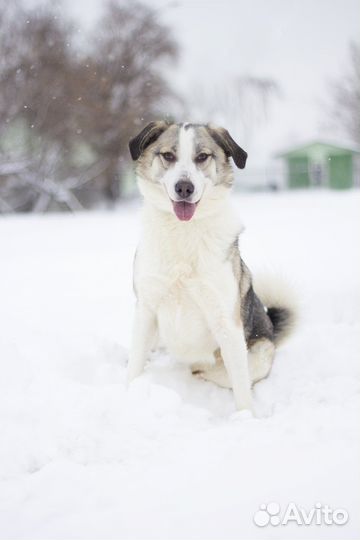 Активная собака в добрые руки