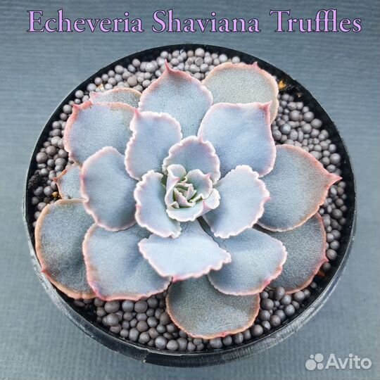 Эхеверия Шавиана Трюфельная