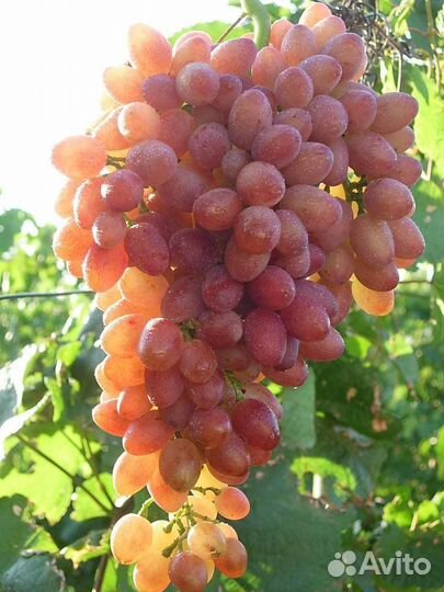 Виноград кишмиш Лучистый,Кодрянка,Восторг,Аттика