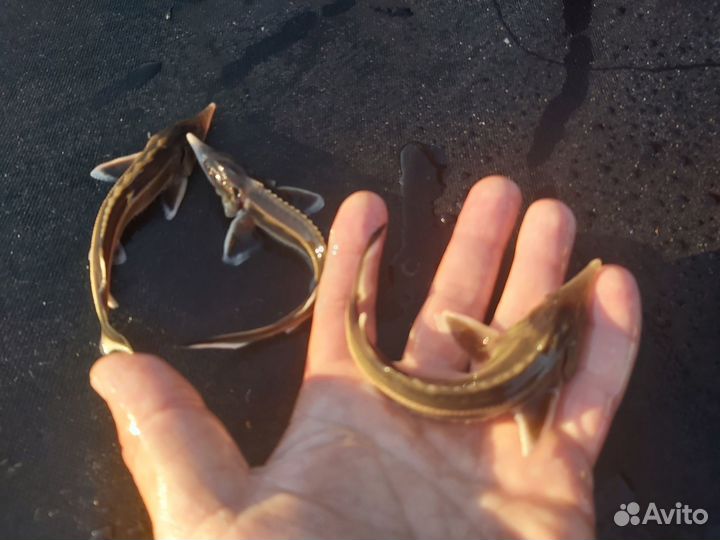 Малёк царской рыбы