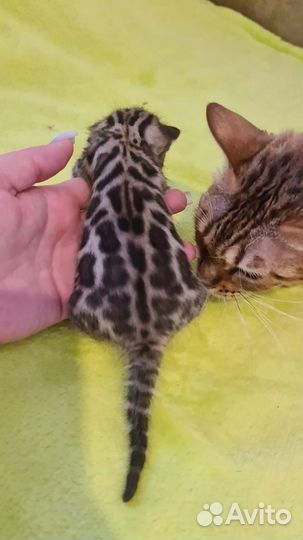 Бенгальская