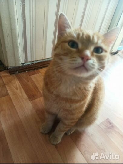 Котик с передержки ищет дом. Зовут Маркиз, приучен