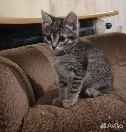 Кошка