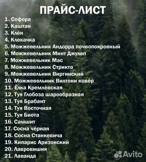 Пальма веерная