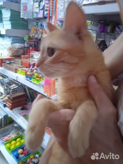 Котёнок ищет временное жильё или дом