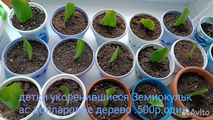 Замиокулькас, разные цветы