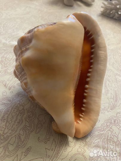 Раковина (ракушка) морская