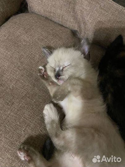Котенок девочка сиамская