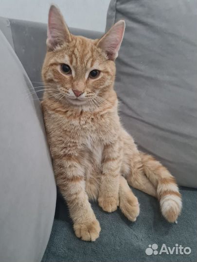 Рыжий котенок в добрые руки