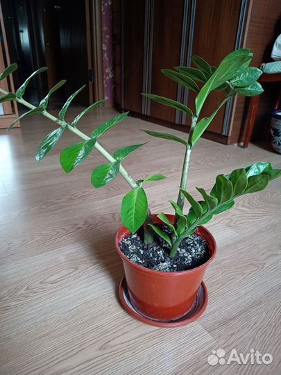 Комнатные растения. Замиокулькас