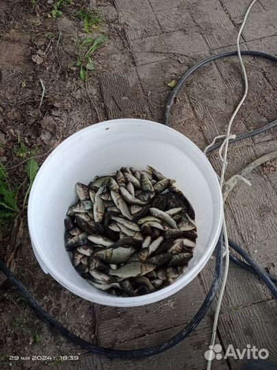 Живая рыба для разведения карп карась линь