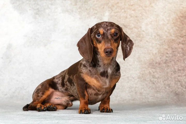 Вязка миниатюрная мраморная такса