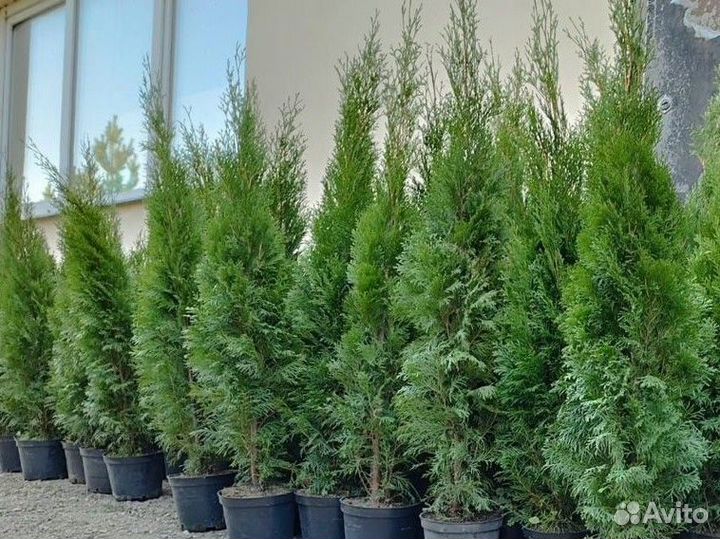 Туи смарагд