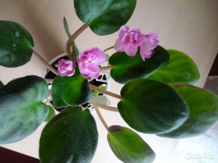 Фиалка лист