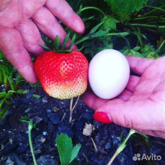 Рассада клубники