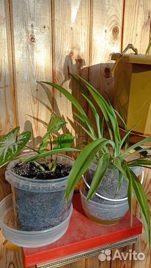 Хлорофитум, сингониум