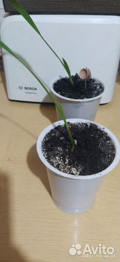 Финиковая пальма росток