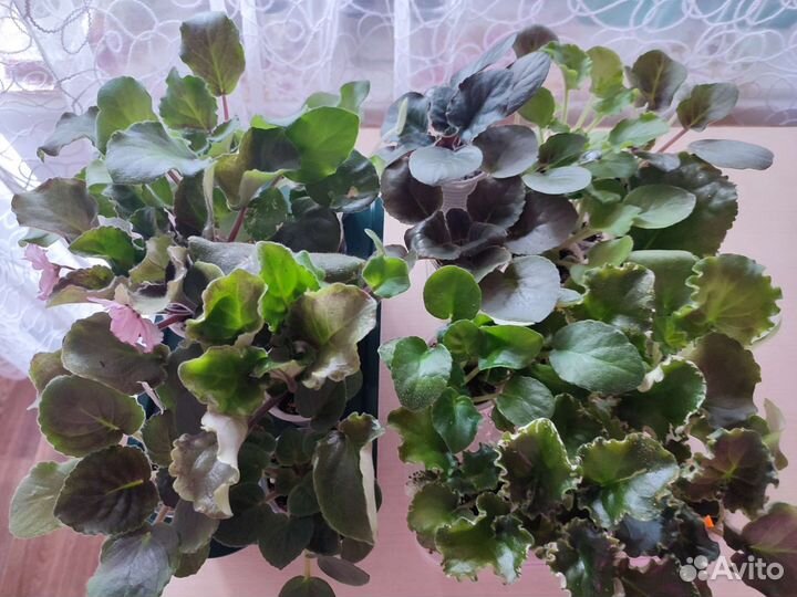 Детки сортовых фиалок, список в объявлении