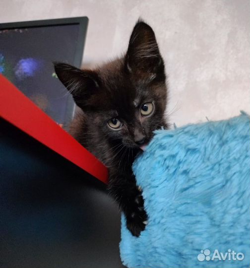 Котик ищет дом