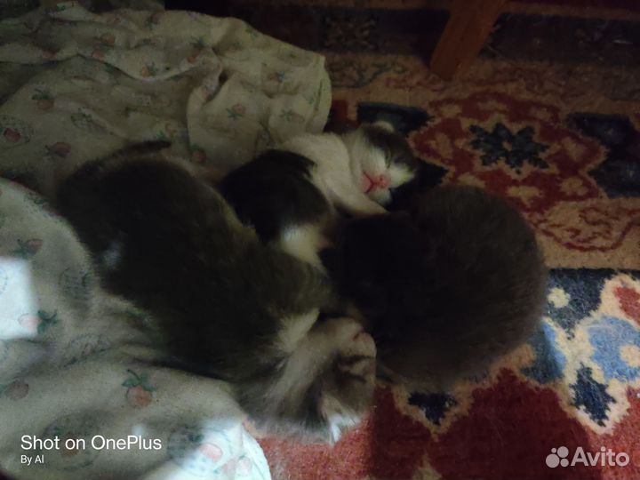 Котята, наши меньшие братья