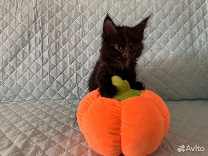 Котята мейн-кун
