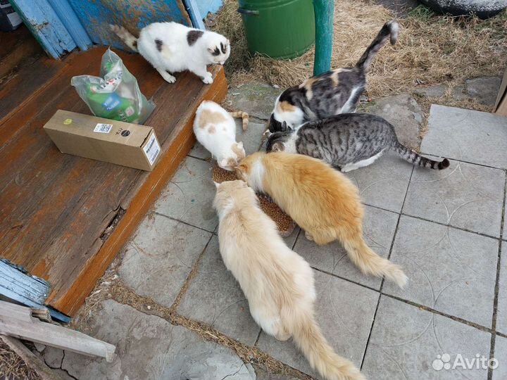 Котам и Кошкам