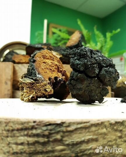 Березовый гриб чага