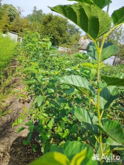 Шелковица черная, тутовник