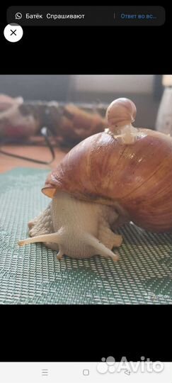 Улитки ахатины