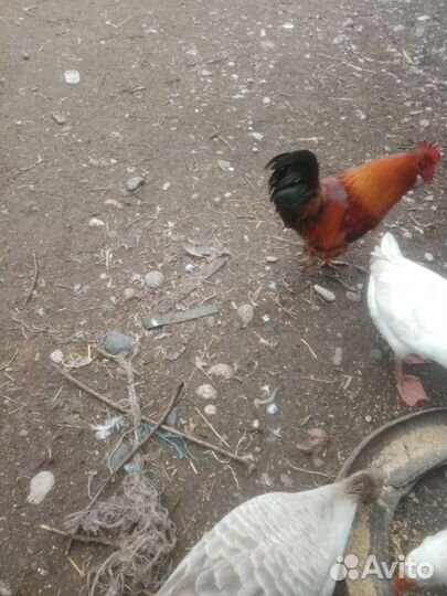 Домашняя птица