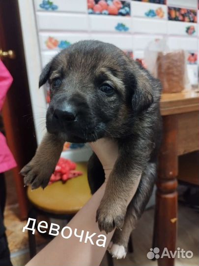 Щенки в добрые руки