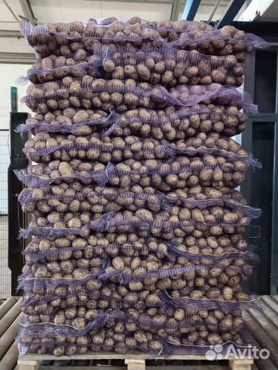 Картофель оптом