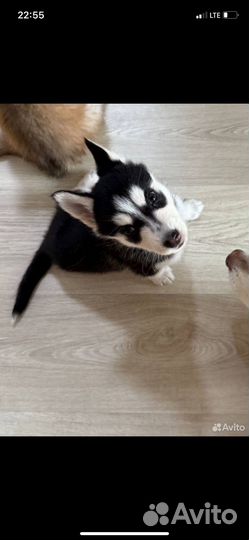 Девочка хаски.2 месяца