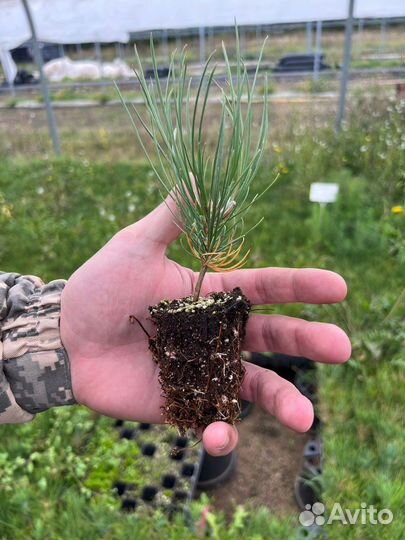 Семена Горной Сосны Мугус - улучшенные