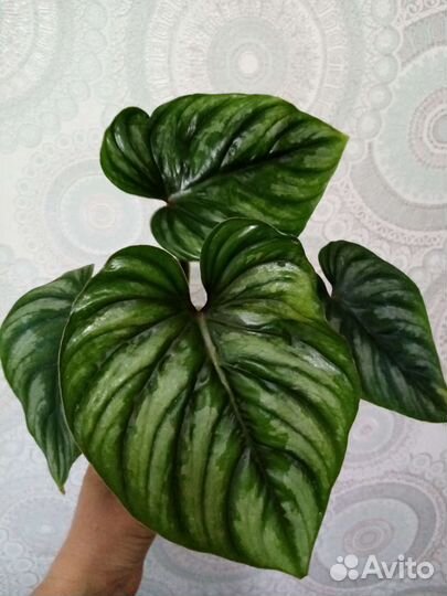 Монстера, филодендрон Plowmanii и др