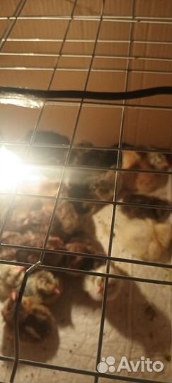 Цыплята продаются от мясояичных кур