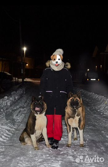 Американская акита бесплатно в добрые руки