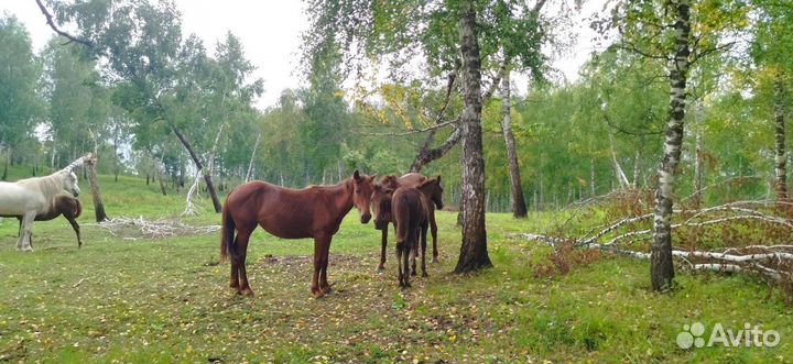 Кобылы с жеребятами