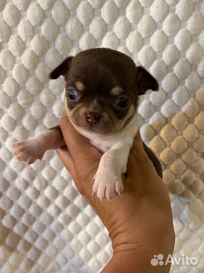 Чихуахуа щенки